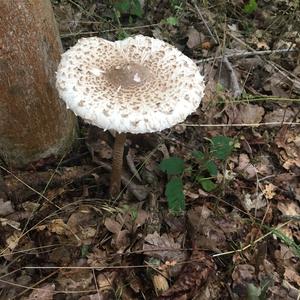 Parasol Mushroom