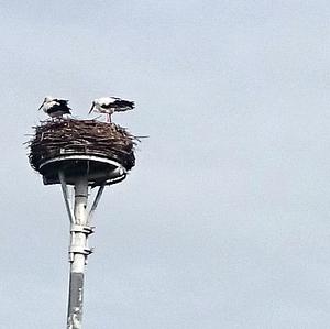 White Stork