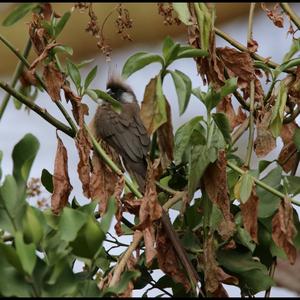 White-headed Mousebird