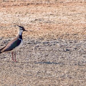 Northern Lapwing