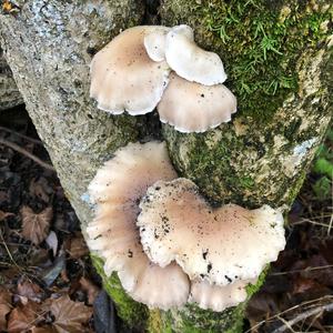 Oyster Mushroom