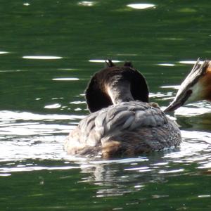 Great Crested Grebe