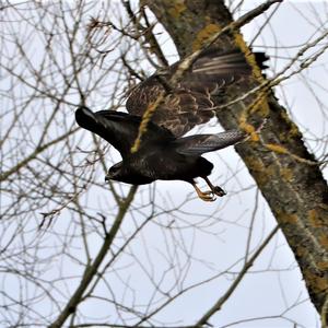 Common Buzzard