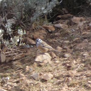 Rock Bunting