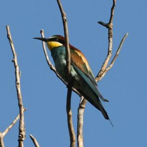 European Bee-eater