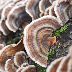 Turkey-tail