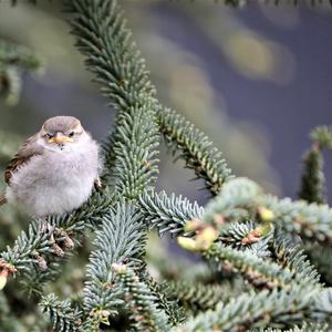 House Sparrow