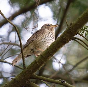 Song Thrush