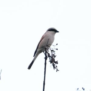 Red-backed Shrike