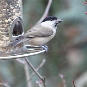 Marsh Tit