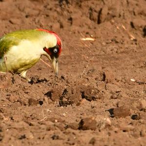 Eurasian Green Woodpecker