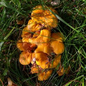 Chanterelle, Common