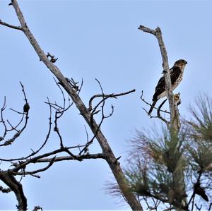 Cooper's Hawk