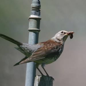 Fieldfare