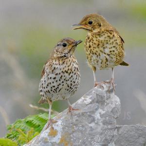 Meadow Pipit