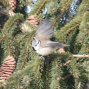 Crested Tit