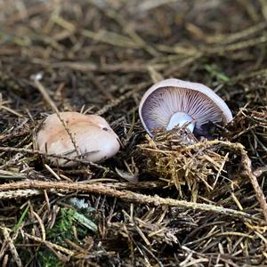 Wood Blewit