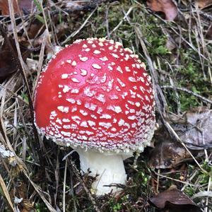 Fly Agaric