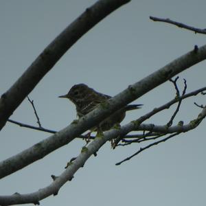 Meadow Pipit