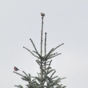 Eurasian Bullfinch