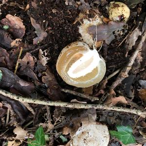 Dog Stinkhorn