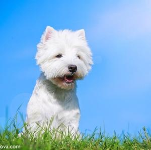 West Highland White Terrier