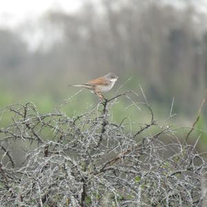 Common Whitethroat