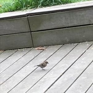 Unknown Species