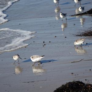 Dunlin