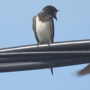 Barn Swallow