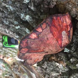 Beefsteak Polypore