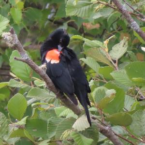 Red-winged Blackbird