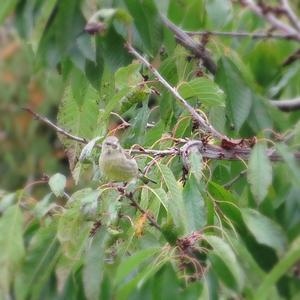 European Greenfinch