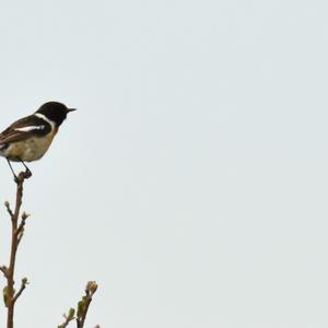 European stonechat