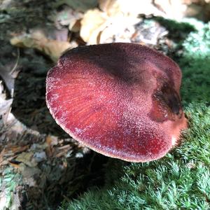 Beefsteak Polypore