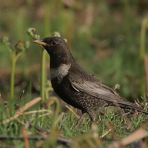 Ring Ouzel