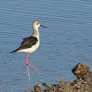 Black-winged Stilt