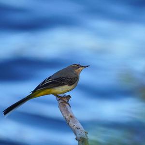 Grey Wagtail