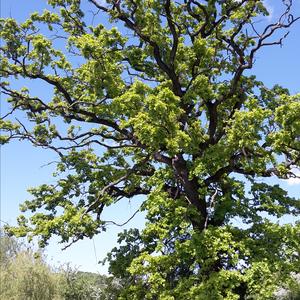 Pedunculate Oak