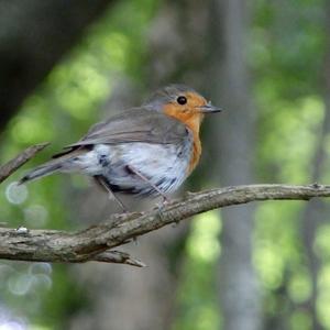 European Robin