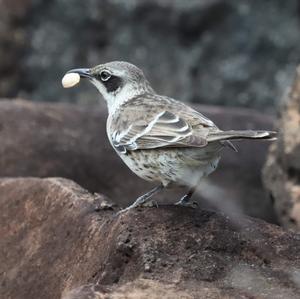 Galapagos Mockingbird