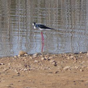 Black-winged Stilt