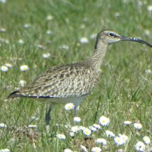 Regenbrachvogel