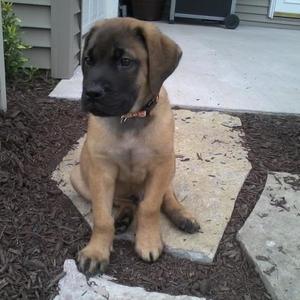 Mastiff