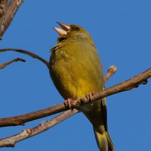 European Greenfinch