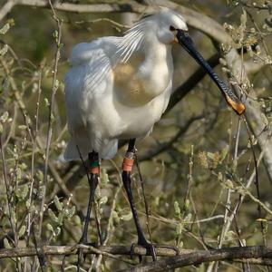 Eurasian Spoonbill