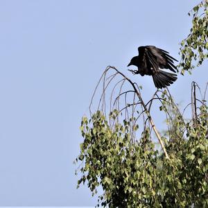 Carrion Crow