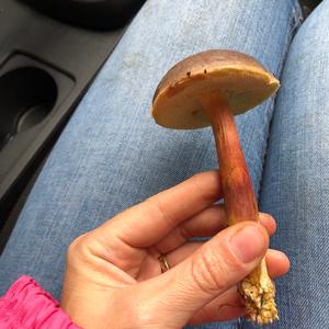 Red-cracked Bolete