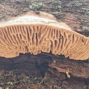 Thick-maze Oak polypore