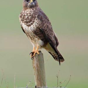 Common Buzzard